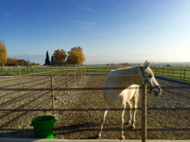 pension de cheval qui propose des sorties au parcs en toute saison au centre equestre de begnins entre gland et rolle